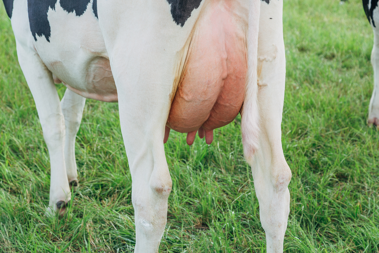dairy cows are at risk of mastitis in spring