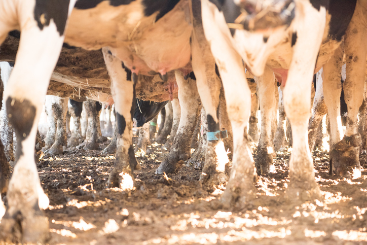 Dairy Cows in a muddy yard
