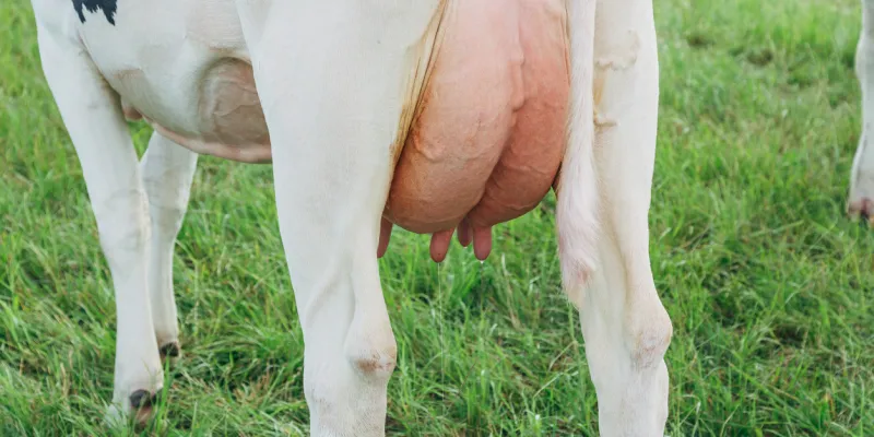 dairy cows are at risk of mastitis in spring