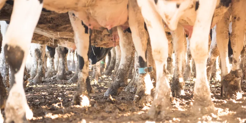 Dairy Cows in a muddy yard